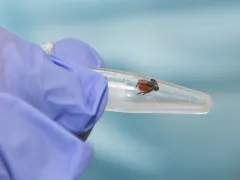 Этой весной в Пермском крае от укусов клещей пострадали шесть человек