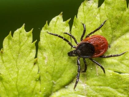 С начала сезона от укусов клещей пострадали 132 пермяка