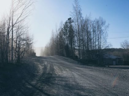 ​С начала октября на территории Прикамья три лося погибли в ДТП