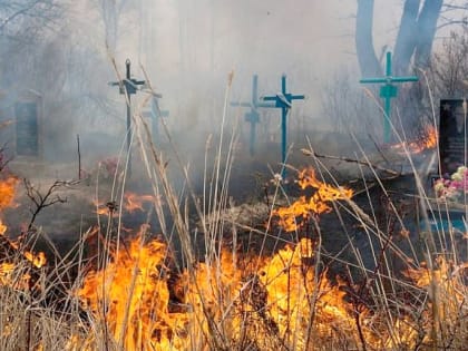 На юге Прикамья предлагают почти 2 млн рублей за снос 276 кладбищенских деревьев