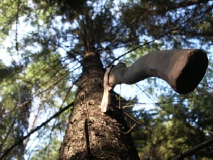 За незаконную рубку мужчина из Кудымкарского района попал под суд