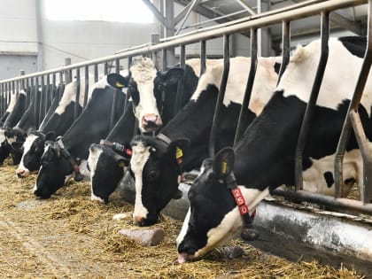 Пермское сельхозпредприятие из Нытвы ежегодно увеличивает производственные показатели до 15 %