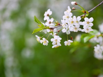 Май в Пермском крае ожидается теплее нормы на 1,5 градуса