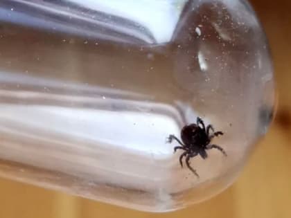 В Прикамье уже 272 жителя пострадали от укусов клещей, из них 69 – дети