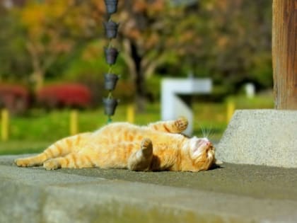 В Прикамье ожидается потепление до +25 градусов