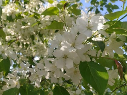 Потеплеет до +30 градусов: в Пермском крае началось метеорологическое лето