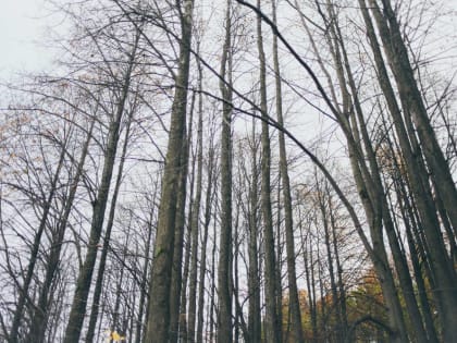 В Перми нашли тело пропавшего пенсионера с проблемами памяти