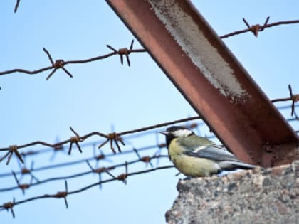 Колония в Прикамье закажет рекламу на радио