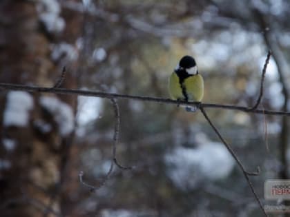 Пермяки пожаловались на запах газа