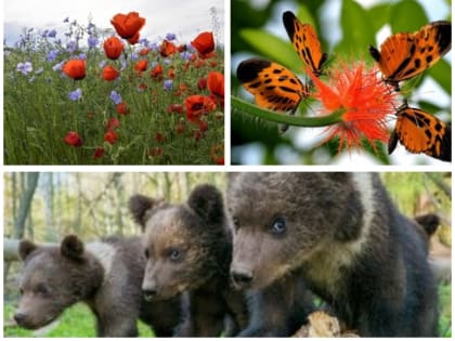 Кинофестиваль «Форма жизни» пройдёт в Перми с 30 августа по 3 сентября