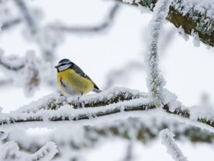 В Пермском крае 3 марта ожидается арктическое вторжение