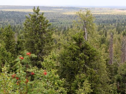 Минприроды Прикамья наметило план борьбы с жуком-короедом из Сибири