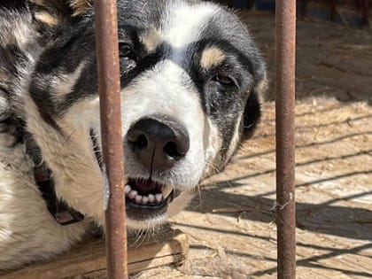 В Прикамье выявлено четыре случая бешенства