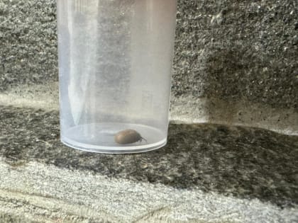 С начала сезона в Пермском крае зарегистрировали 7397 случаев присасывания клещей