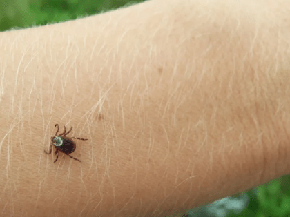 Соликамцев просят поставить прививки против энцефалита