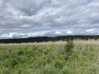 В Пермском крае ожидается усиление засухи и температура выше нормы