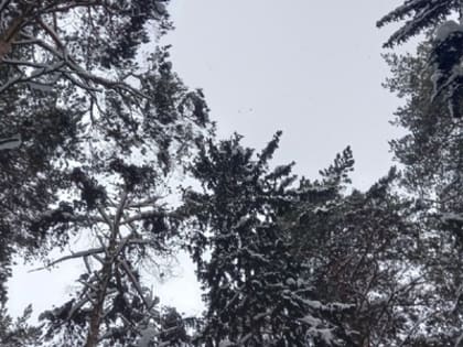 Январь в Пермском крае ожидается холодным