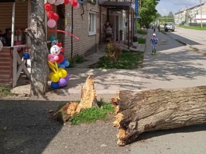 В Прикамье на семилетнюю девочку упало дерево