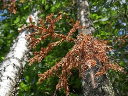 В лесах Прикамья ввели карантин на 3,48 тыс. га из-за распространения полиграфа