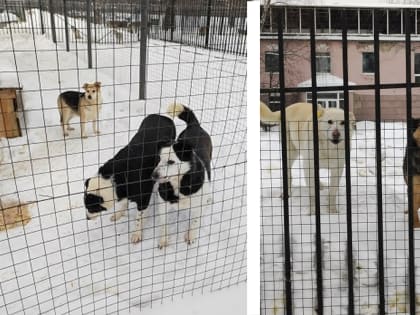 Сотрудники пермского суда взяли шефство над частным приютом для собак