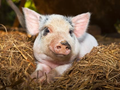 В прикамской зоне «Молебского треугольника» введен карантин по бешенству