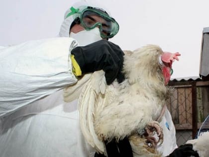 Под угрозу заражения птичьим гриппом попали Березники