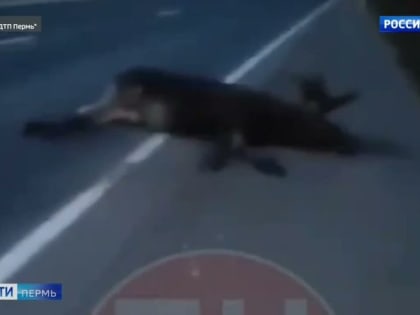 В ДТП с лосем погиб мужчина