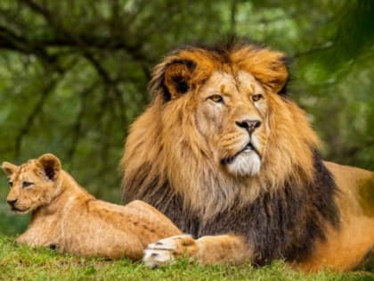 Власти Перми обнародовали балансовую стоимость передачи животных зоопарка