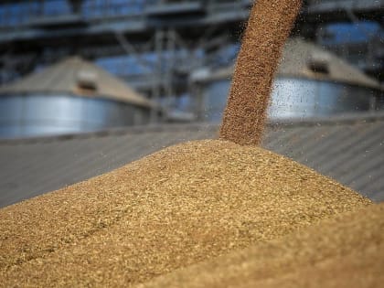 Прикамье ставит рекорды по сборам зерна и производству молока