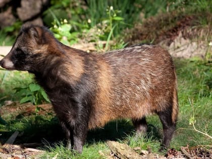 В Чернушинском округе Пермского края на женщину напала енотовидная собака