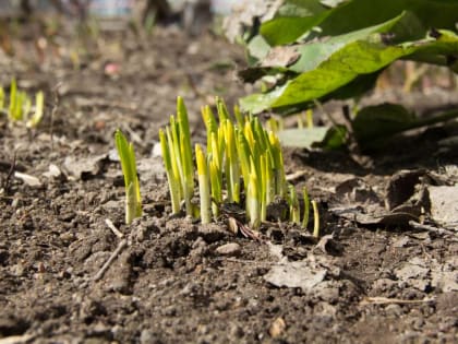 Курс на лето: метеорологи рассказали о мощном потеплении в Пермском крае до 25°С