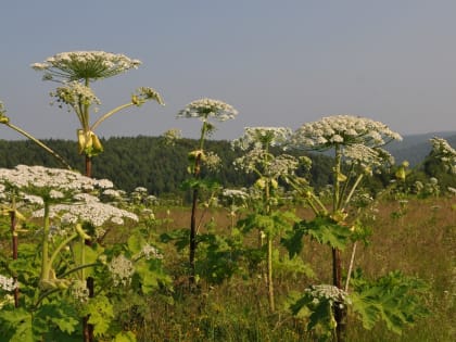 Открываем дачный сезон: как бороться с клещами, крысами, борщевиком на участке