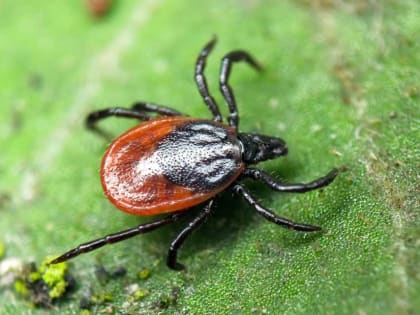 Что делать, если укусил клещ? Список медучреждений, меры профилактики