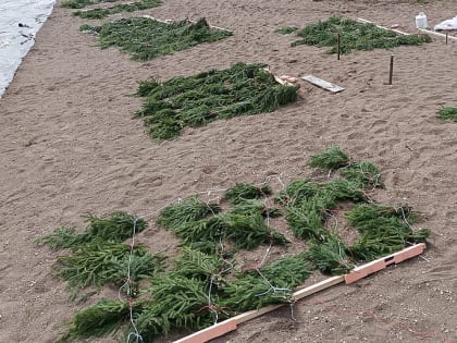 Тысяча гнезд для рыб установлена на Камском и Воткинском водохранилищах