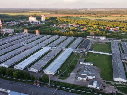 Суд отказал в иске к минагро на 509 млн рублей в деле о банкротстве пермского свинокомплекса