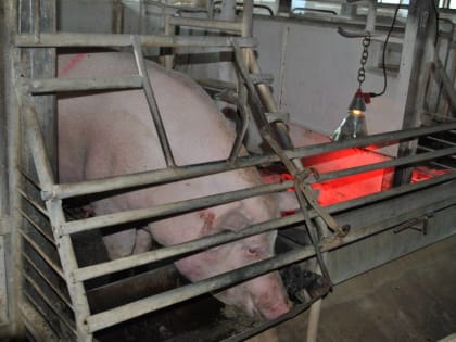 ​В Пермском крае вводится карантин по бешенству животных в пяти садовых товариществах