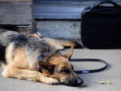 В Прикамье умерла изнасилованная незнакомцами собака