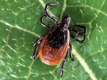 Количество пострадавших от укусов клещей в Прикамье выросло до 7,4 тысячи человек