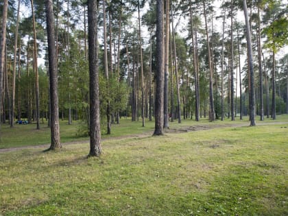 В Пермском крае чиновники решили расширить полномочия лесхозов
