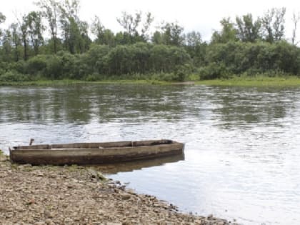 В Прикамье замечена массовая гибель стерляди