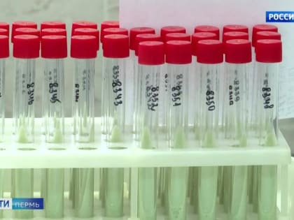 В Прикамье за сутки выявлено 129 случаев COVID-19