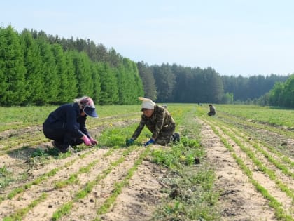 В Прикамье для лесовосстановления запасли более 3 тонн лесных семян