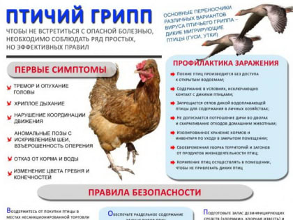 ПАМЯТКА по профилактике гриппа птиц