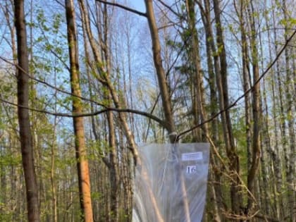 Феромонный надзор в Добрянском лесничестве