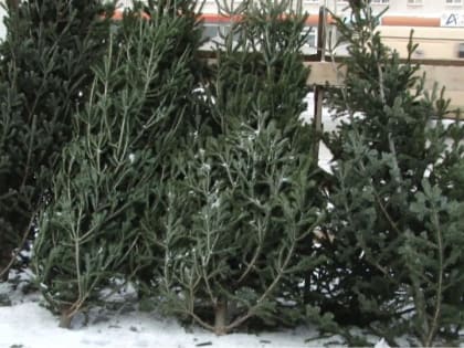 Не на помойку: барнаульцам напоминают, куда сдать новогодние елки