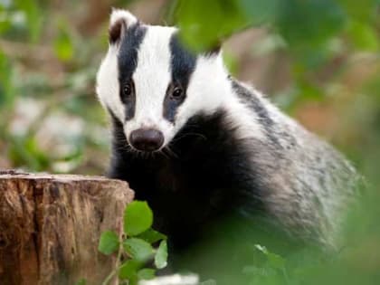 Охотники могут получить разрешение на добычу барсука в Алтайском крае