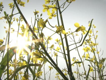 Россельхознадзор установил, что пчёлы в Усть-Калманском и Петропавловском районах погибли из-за химии на полях