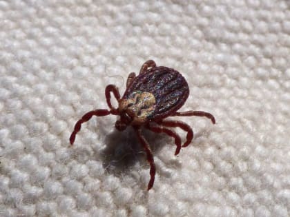В Алтайском крае за неделю клещи покусали почти 300 человек