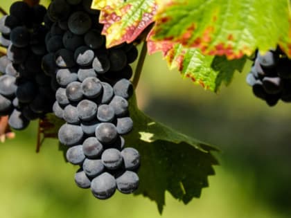 Минский завод может прекратить поставку вин в Россию