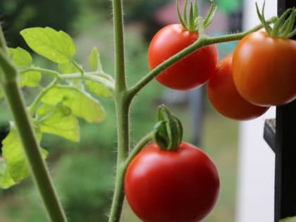 Из-за роста цен на продукты россияне готовятся массово выращивать овощи дома